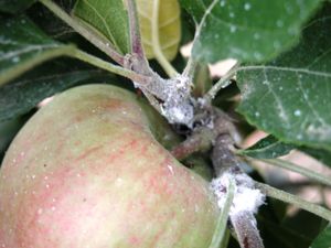 uploads/images/pest/apple wooly aphid.jpg